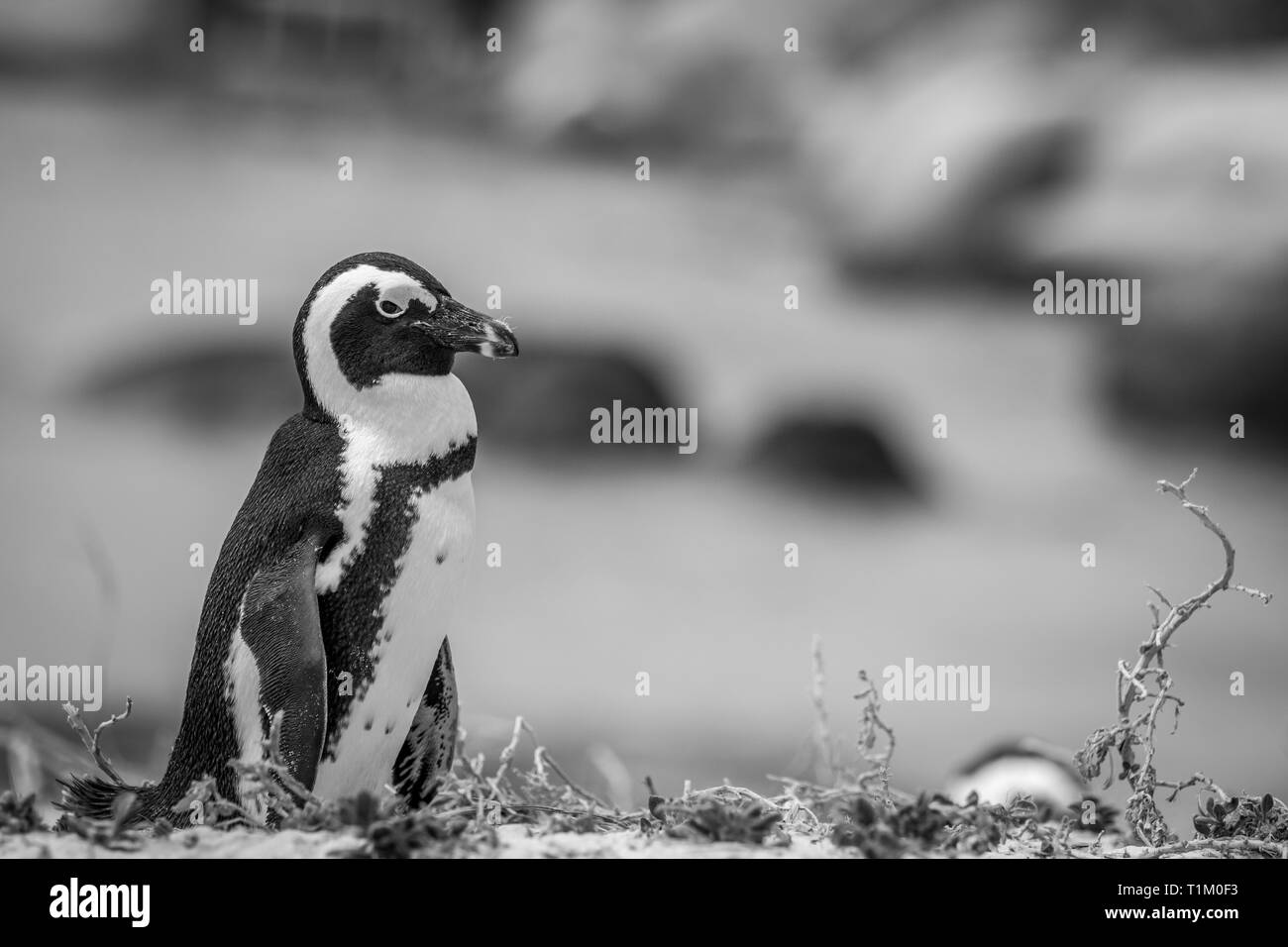 Manchot du comité permanent dans le sable en noir et blanc, Afrique du Sud. Banque D'Images