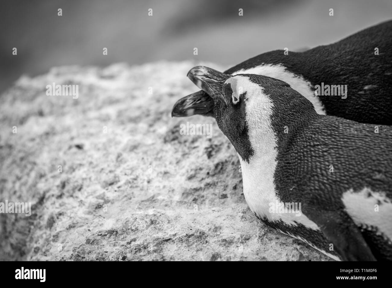Deux pingouins africains câlins sur un rocher en noir et blanc, Afrique du Sud. Banque D'Images