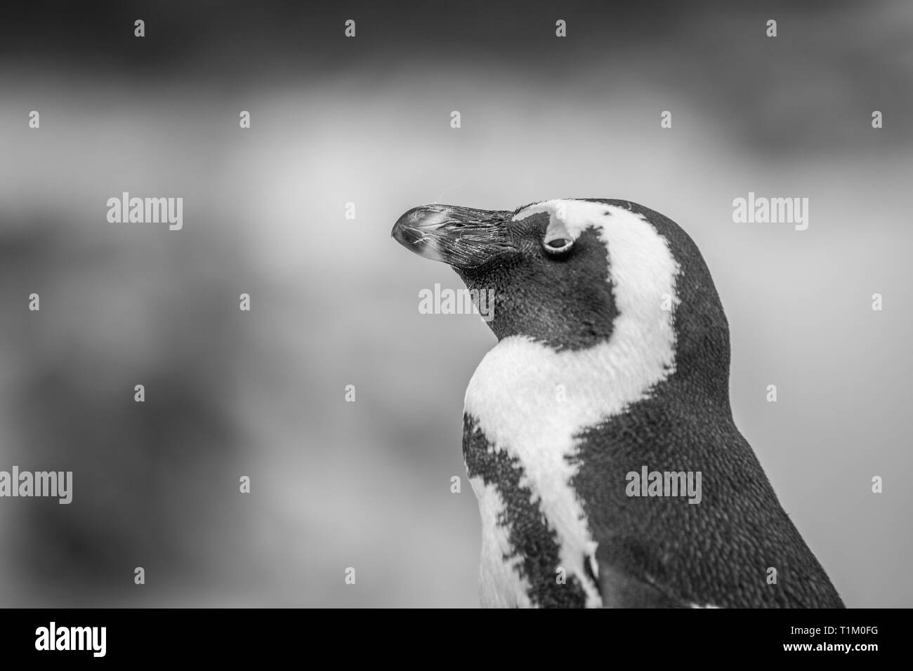 Close up of an African penguin en noir et blanc, Afrique du Sud. Banque D'Images