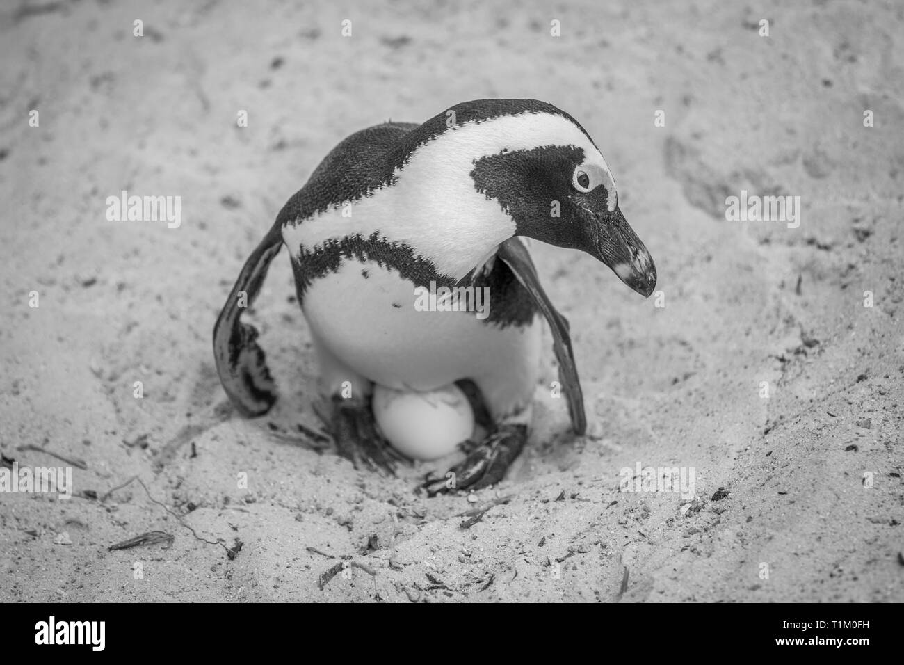 Manchot assis sur un oeuf dans le sable en noir et blanc, Afrique du Sud. Banque D'Images