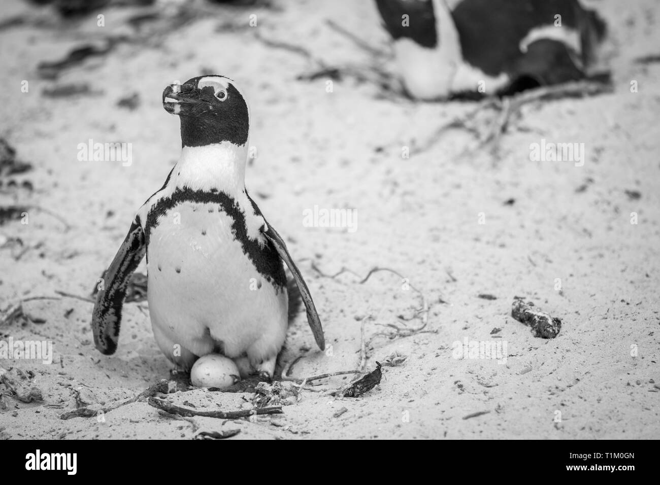 Manchot assis sur un oeuf dans le sable en noir et blanc, Afrique du Sud. Banque D'Images