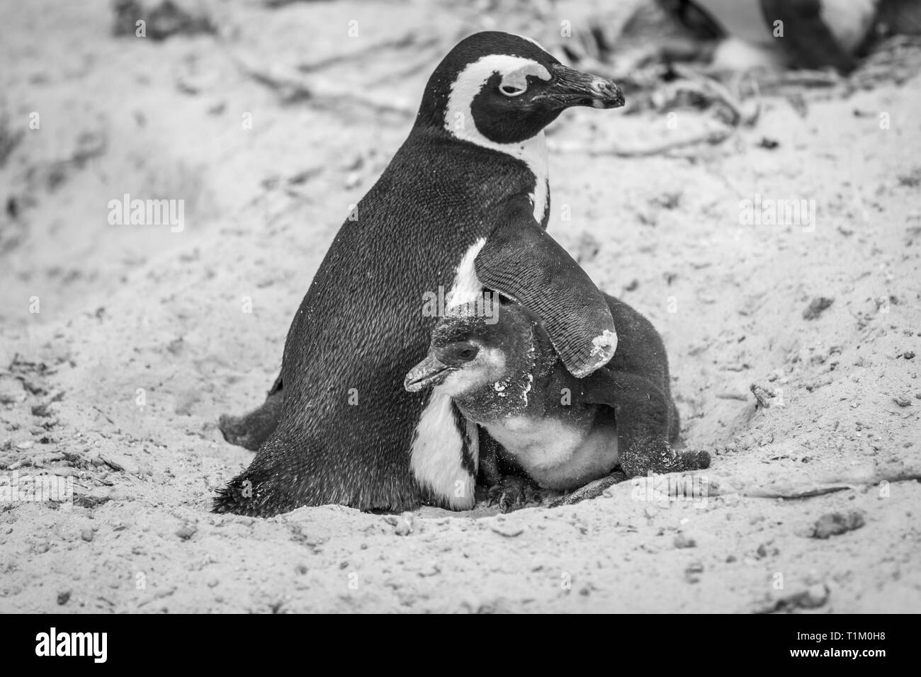 Deux pingouins africains de câlins dans le sable en noir et blanc, Afrique du Sud. Banque D'Images