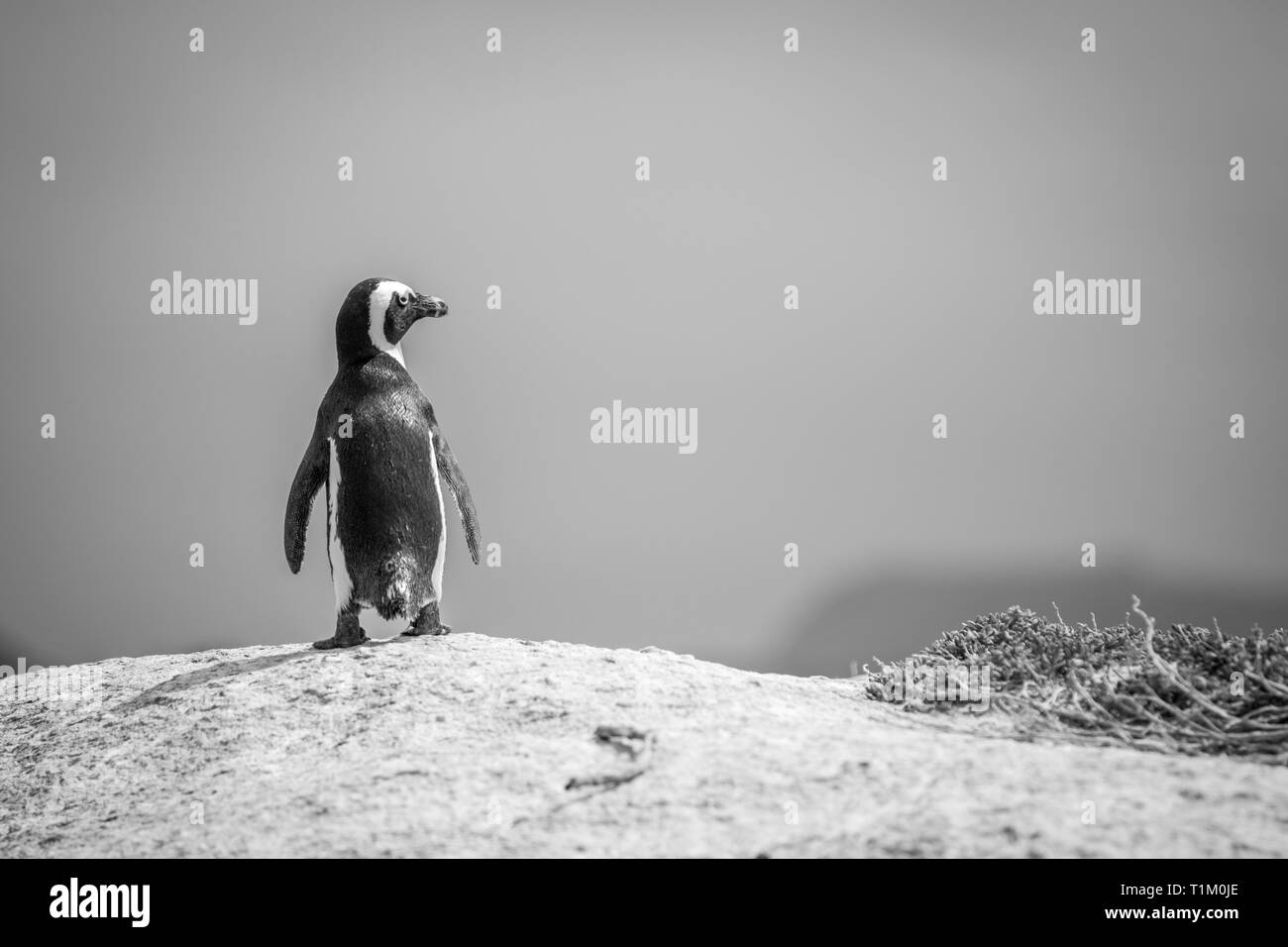 Manchot debout sur un rocher en noir et blanc, Afrique du Sud. Banque D'Images