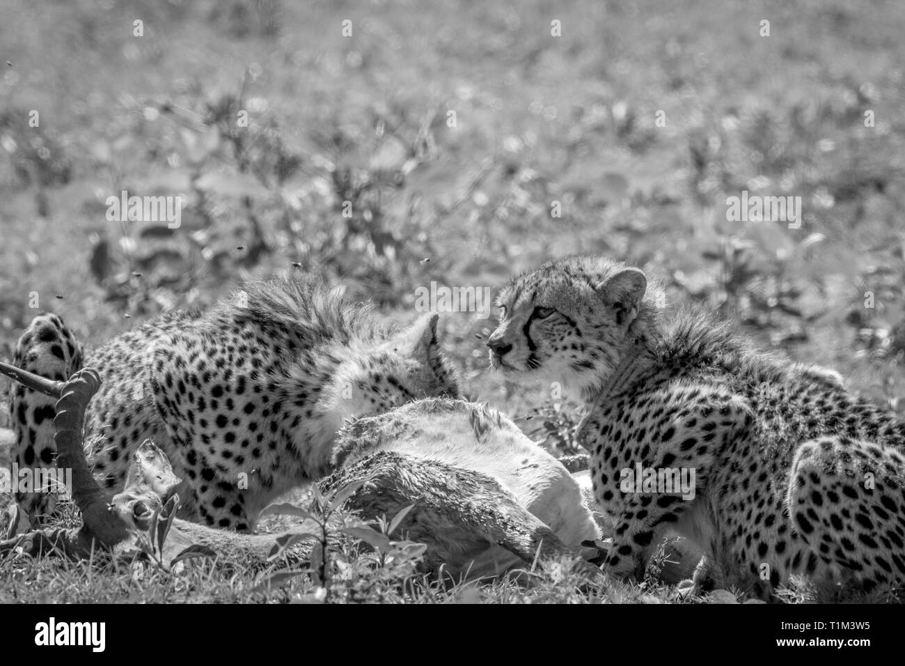 Le guépard se nourrit de l'Impala tuer en noir et blanc dans l'Welgevonden game reserve, Afrique du Sud. Banque D'Images