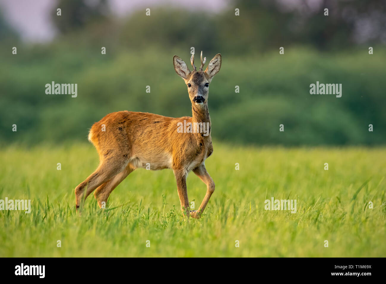 Curieux de chevreuils, Cervus elaphus, buck en été au coucher du soleil à regarder avec une jambe levée en l'air. Roebuck de vives couleurs chaudes avec de senti positif Banque D'Images