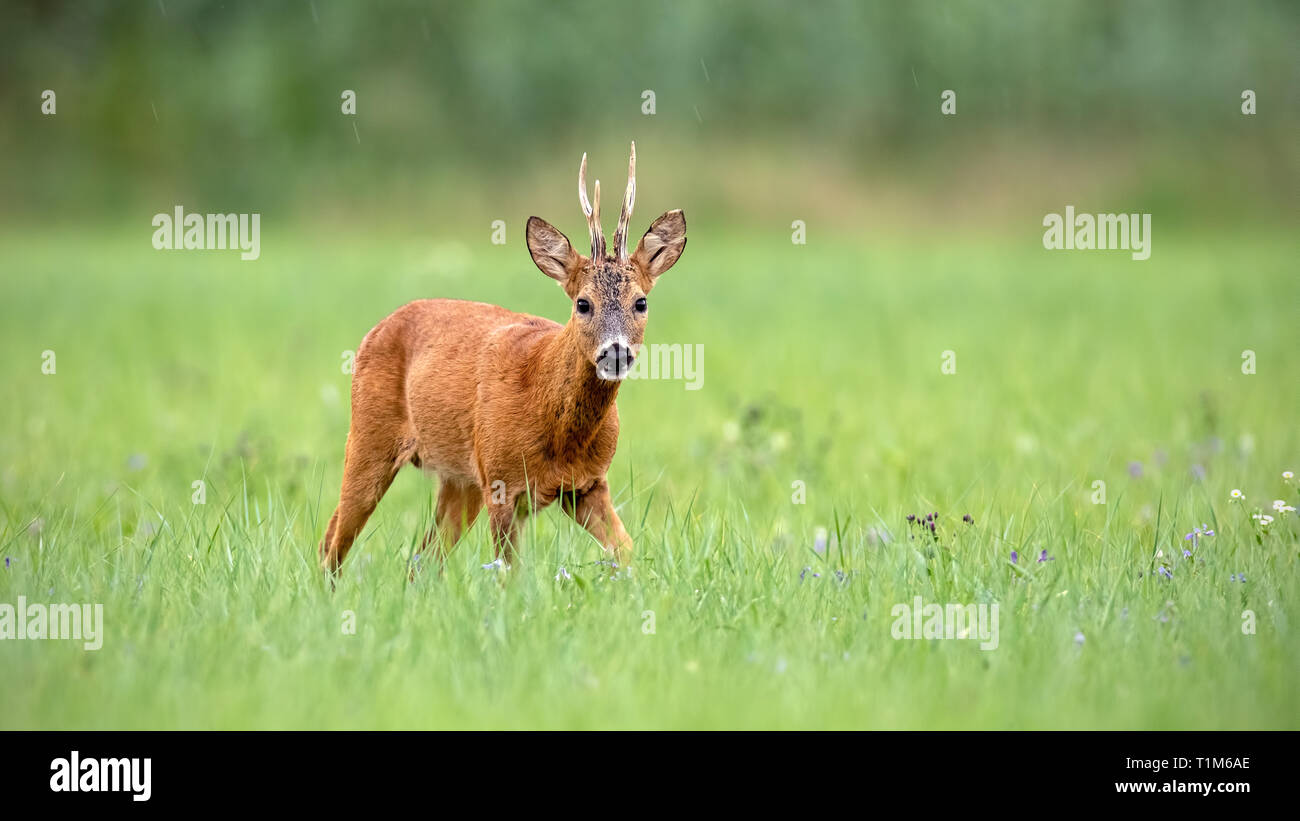 Mignon Chevreuil, Capreolus capreolus, buck à marcher en direction de caméra dans l'été avec arrière-plan flou vert. Mammifères sauvages en milieu naturel. Banque D'Images