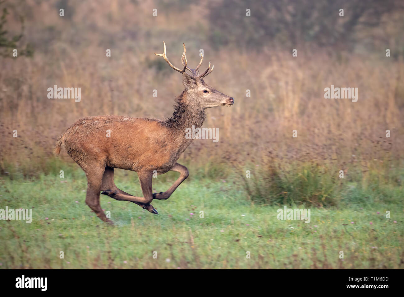 Red Deer, Cervus elaphus, stag sprint le long d'un pré à l'automne, avec arrière-plan flou. L'exécution d'animaux sauvages dans la nature. Banque D'Images