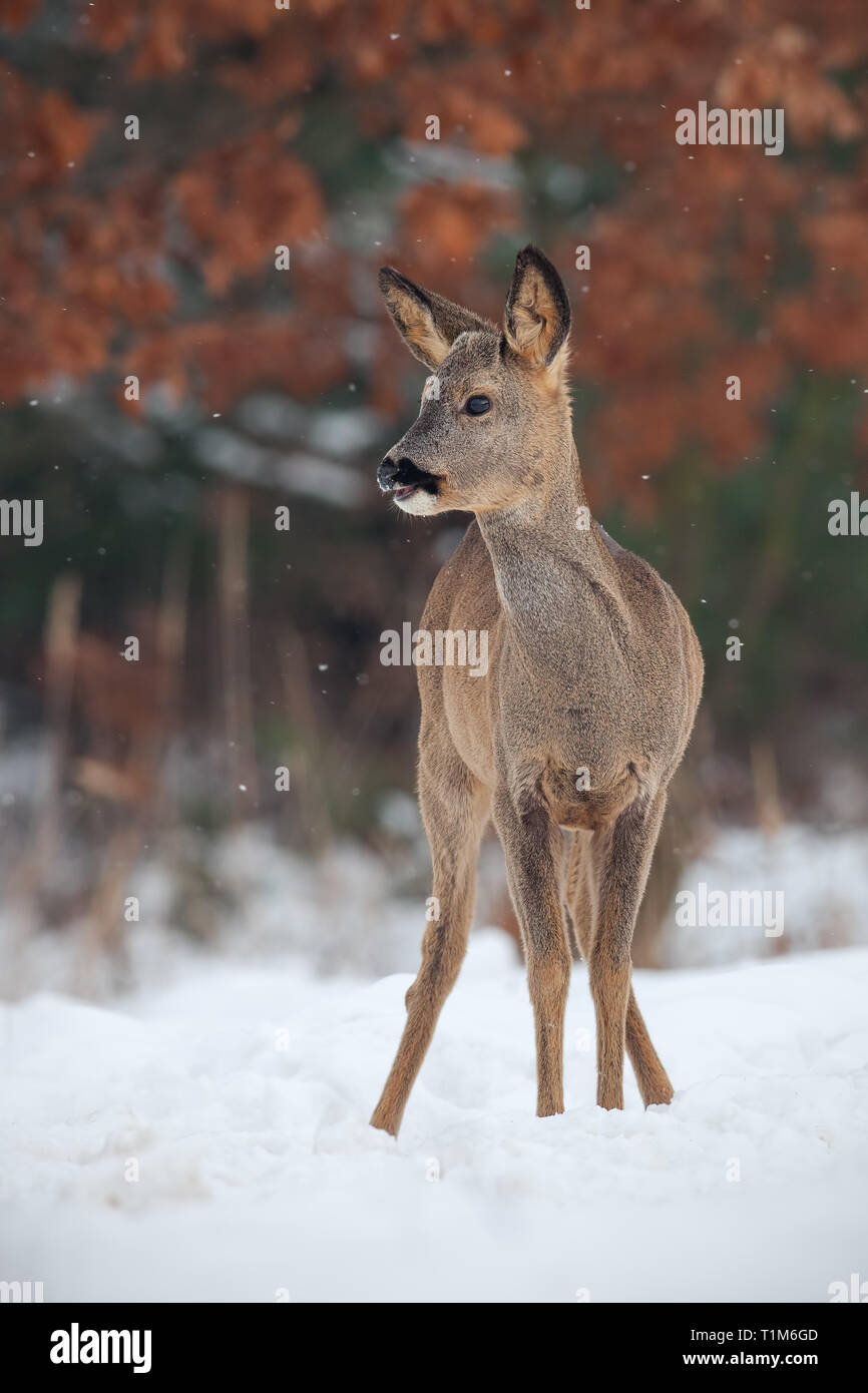 Chevreuil, Capreolus capreolus, dans la neige en hiver. Animal sauvage en milieu de congélation. Paysage de la faune froide. Banque D'Images