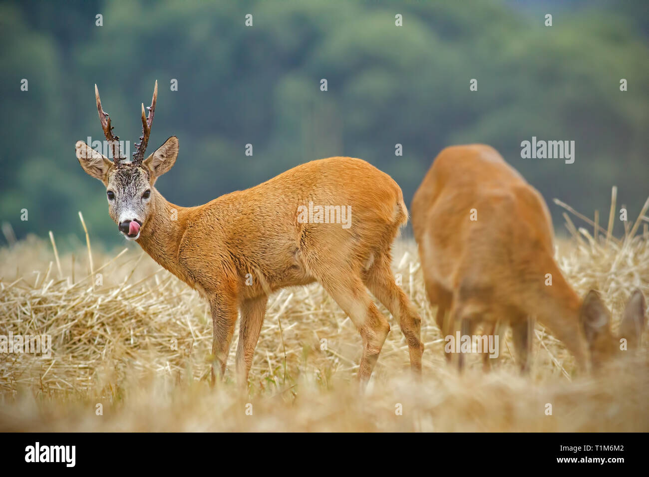 Chevreuil, Capreolus capreolus. couple pendant la saison de nattes. Cerfs mâles et femelles en milieu naturel. Roebuck regardant doe convoiter en rut se Banque D'Images