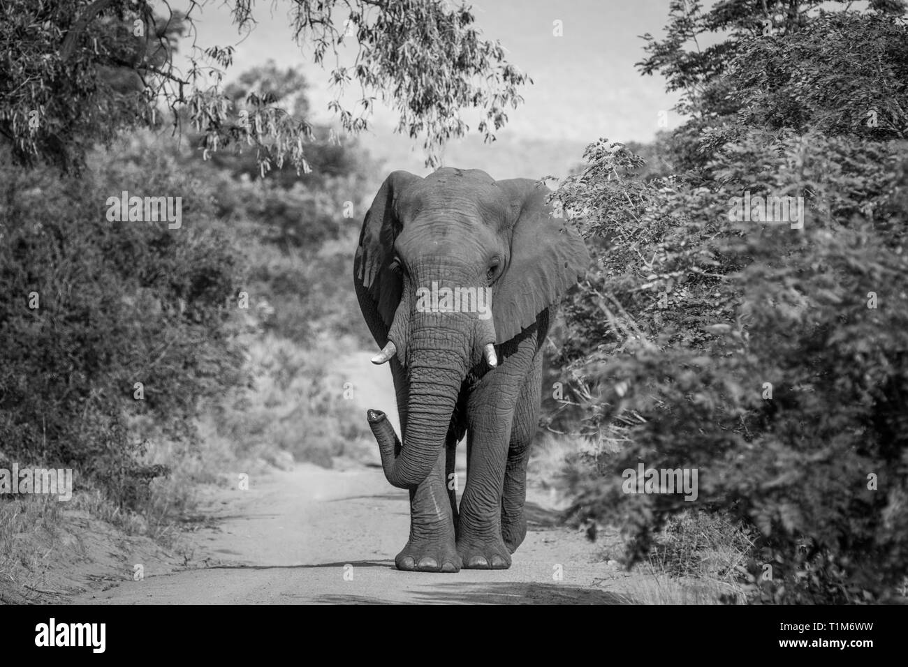 Bull éléphants marchant vers l'appareil photo en noir et blanc dans l'Welgevonden game reserve, Afrique du Sud. Banque D'Images