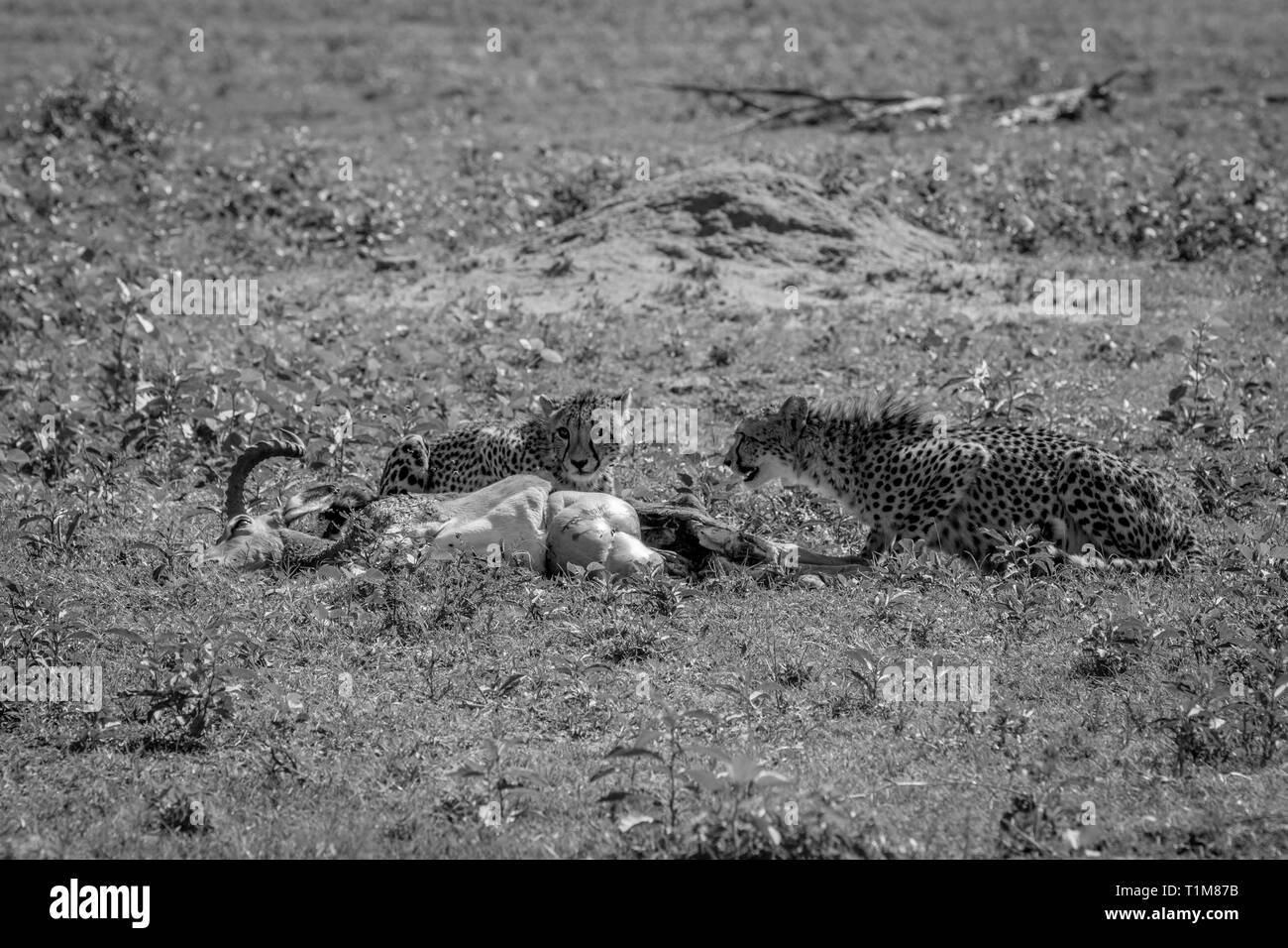 Les guépards se nourrissent d'une Impala mâles tuent en noir et blanc dans l'Welgevonden game reserve, Afrique du Sud. Banque D'Images