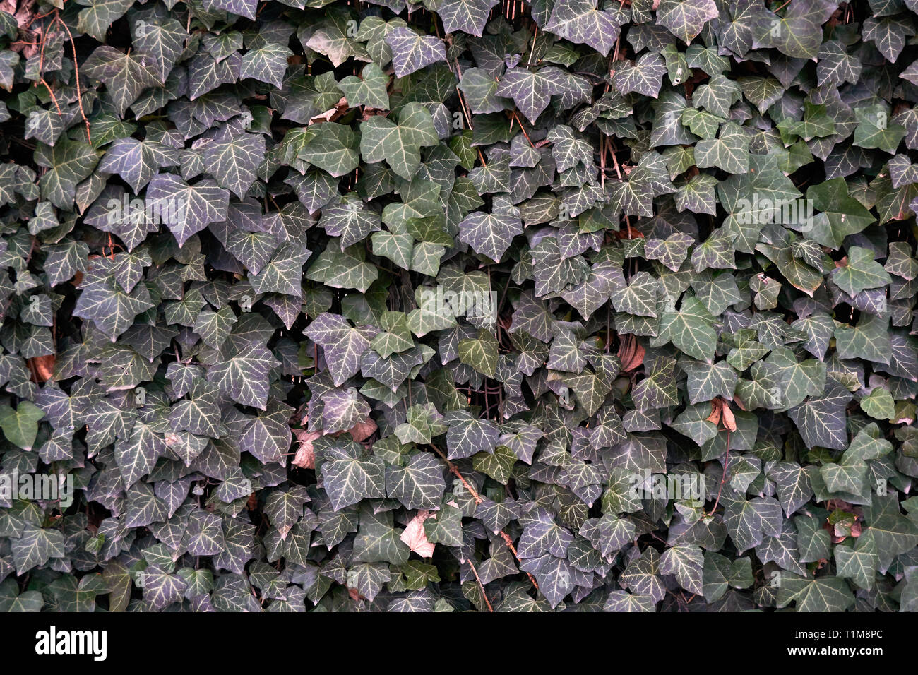 Mur de lierre à feuilles persistantes Banque D'Images