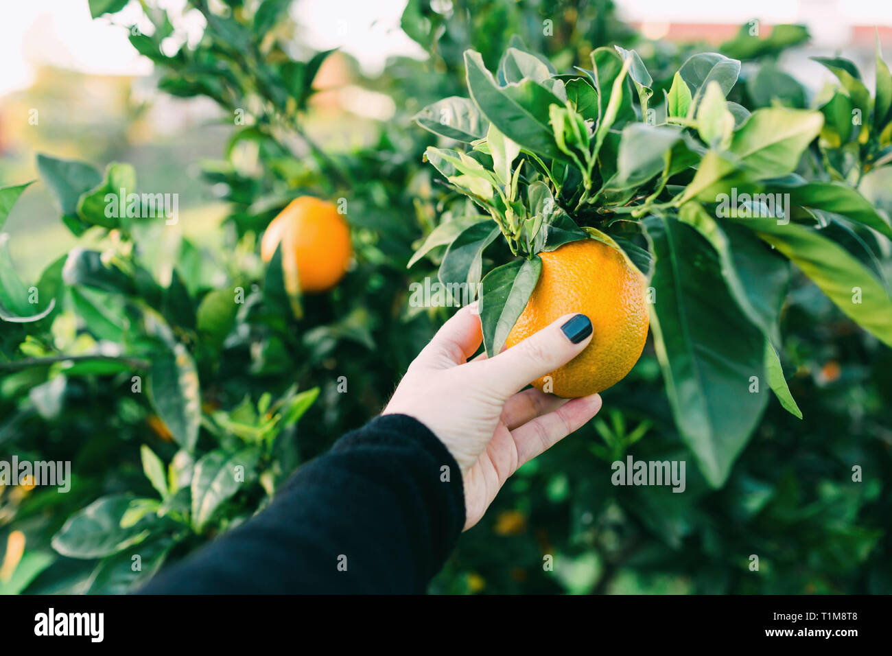 Point de vue personnel Woman picking fresh orange d'arbre Banque D'Images