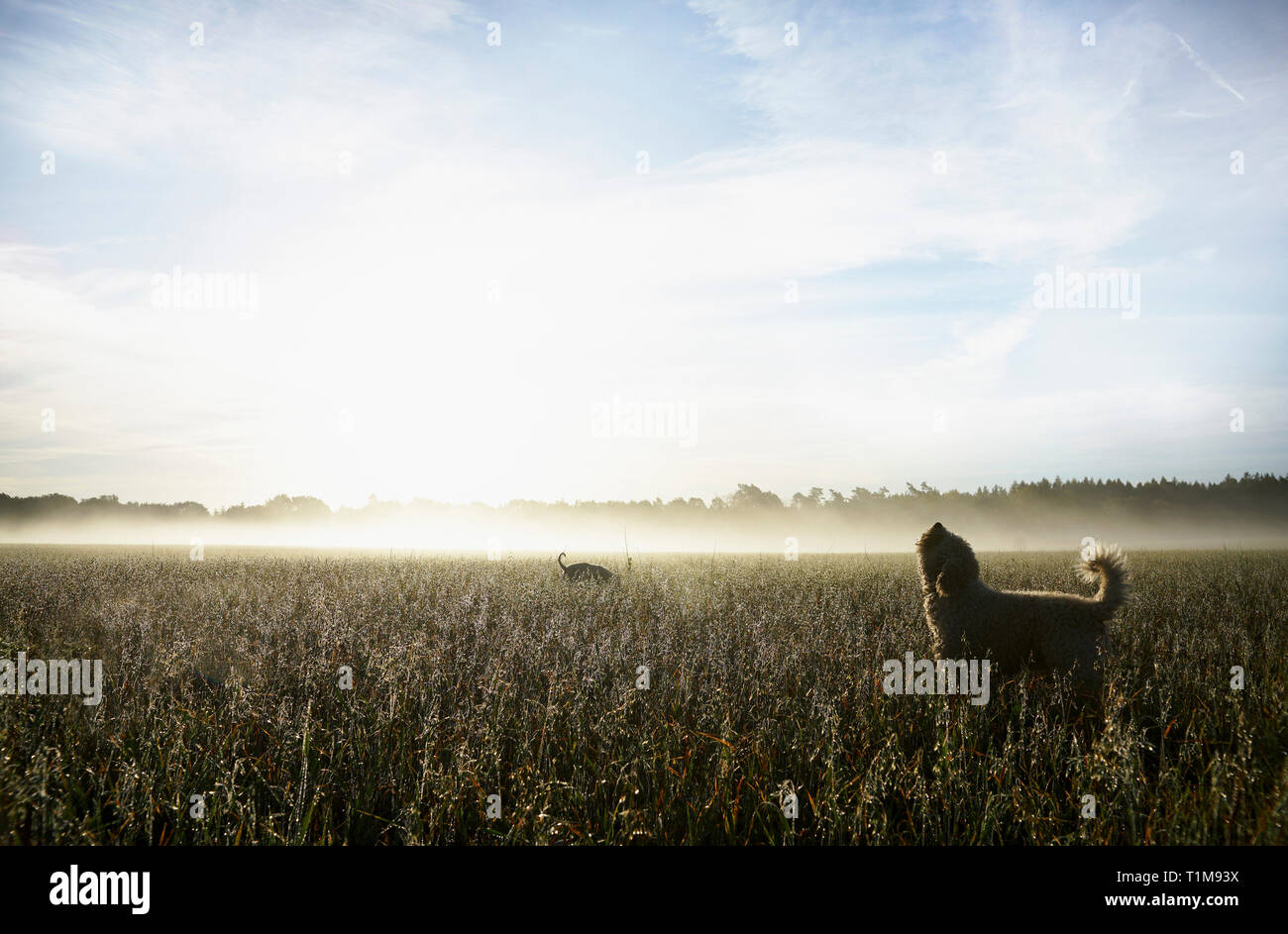 Chien d'eau espagnol hurle à sunny rural field at dawn Banque D'Images