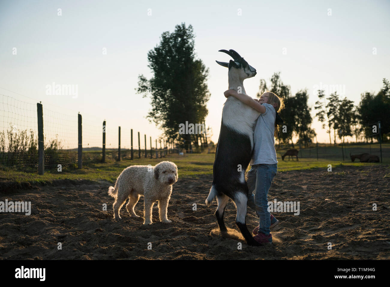Girl Dancing with goat in rural field Banque D'Images