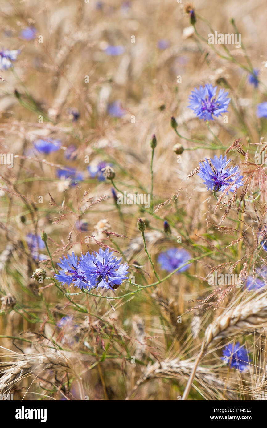 Close up purple wildflowers growing in rural field Banque D'Images