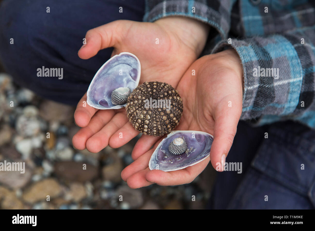 Boy holding seashells Banque D'Images