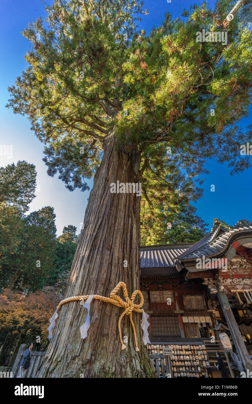 Fujiyoshida city, préfecture de Yamanashi, au Japon - Nobember 19, 2017 : Goshinboku (bois sacré) dans les arbres vieux de mille ans Kitaguchi Hongu Sengen Fuji Ji Banque D'Images