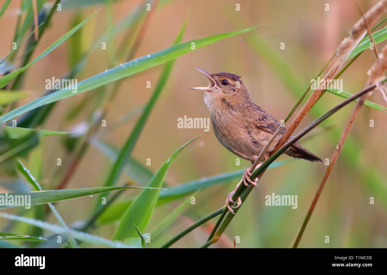 Common grasshopper warbler mâles adultes chantant en herbe Banque D'Images
