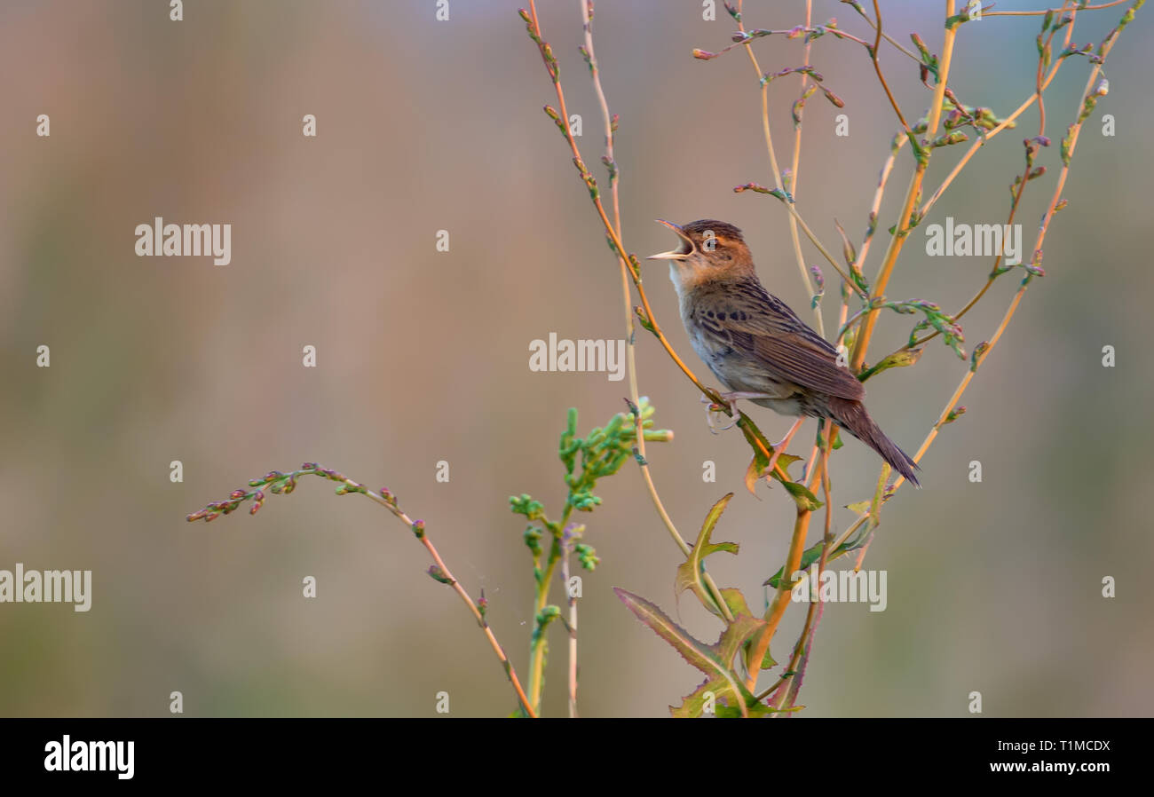 Les mâles adultes grasshopper warbler chantant loud Banque D'Images