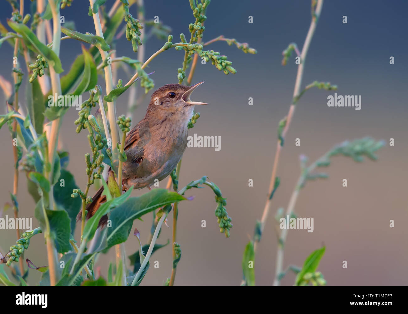 Les mâles adultes grasshopper warbler chant vocal Banque D'Images