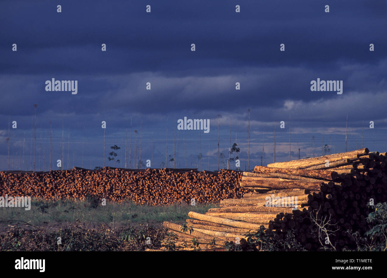 Bois d'eucalyptus, très estimé par le charbon de bois, des pâtes et papiers, de l'état d'Espirito Santo, sud-est du Brésil. Banque D'Images