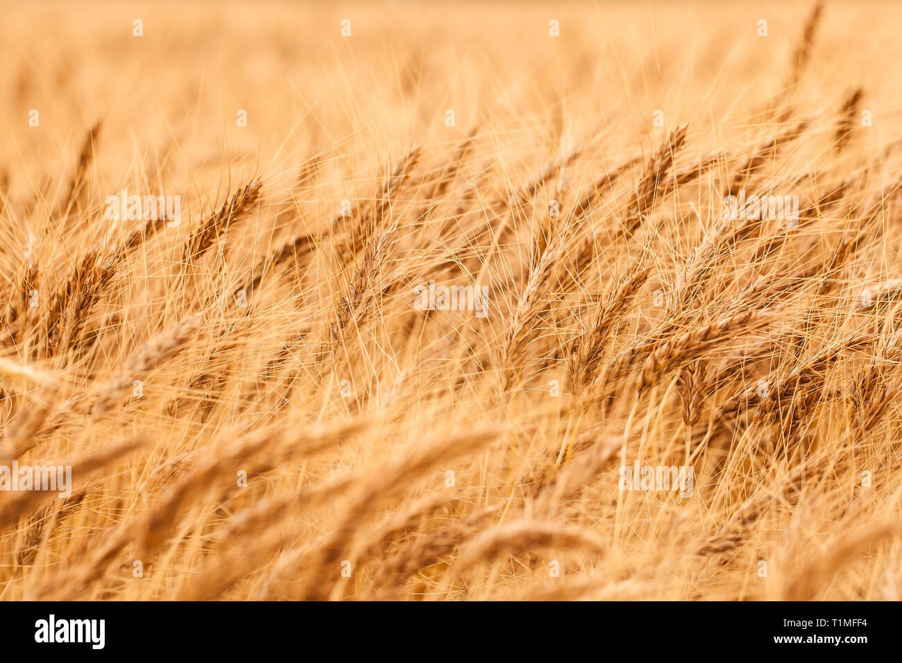 Golden image montrant des vagues d'écoulement du grain. L'herbe de blé dans la région de champ se remplit le cadre. Belle récolte fertile. Banque D'Images