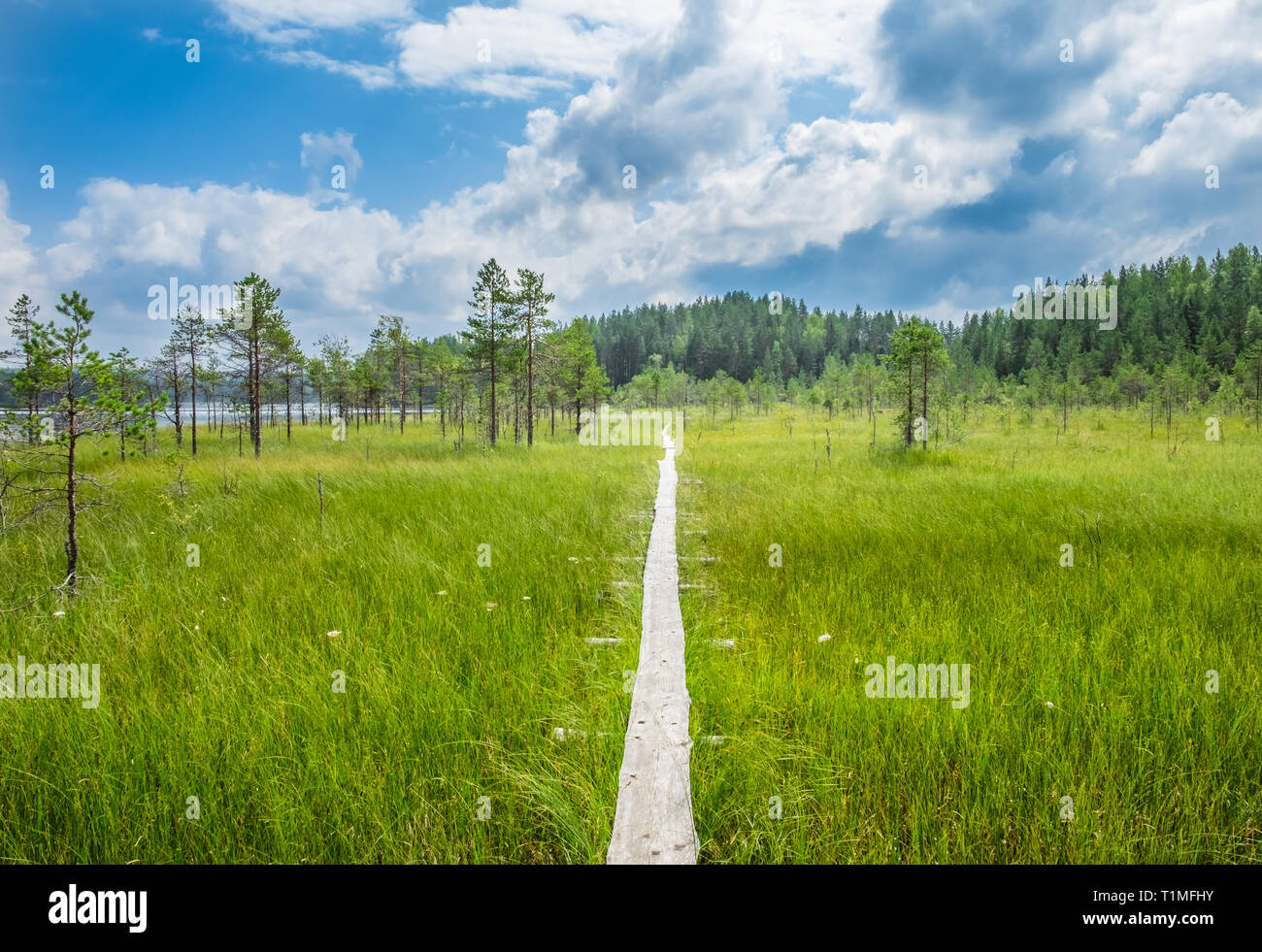 Marais pittoresque avec vue sur le chemin en bois et lumineuse journée d'été dans le Parc National de Finlande Banque D'Images