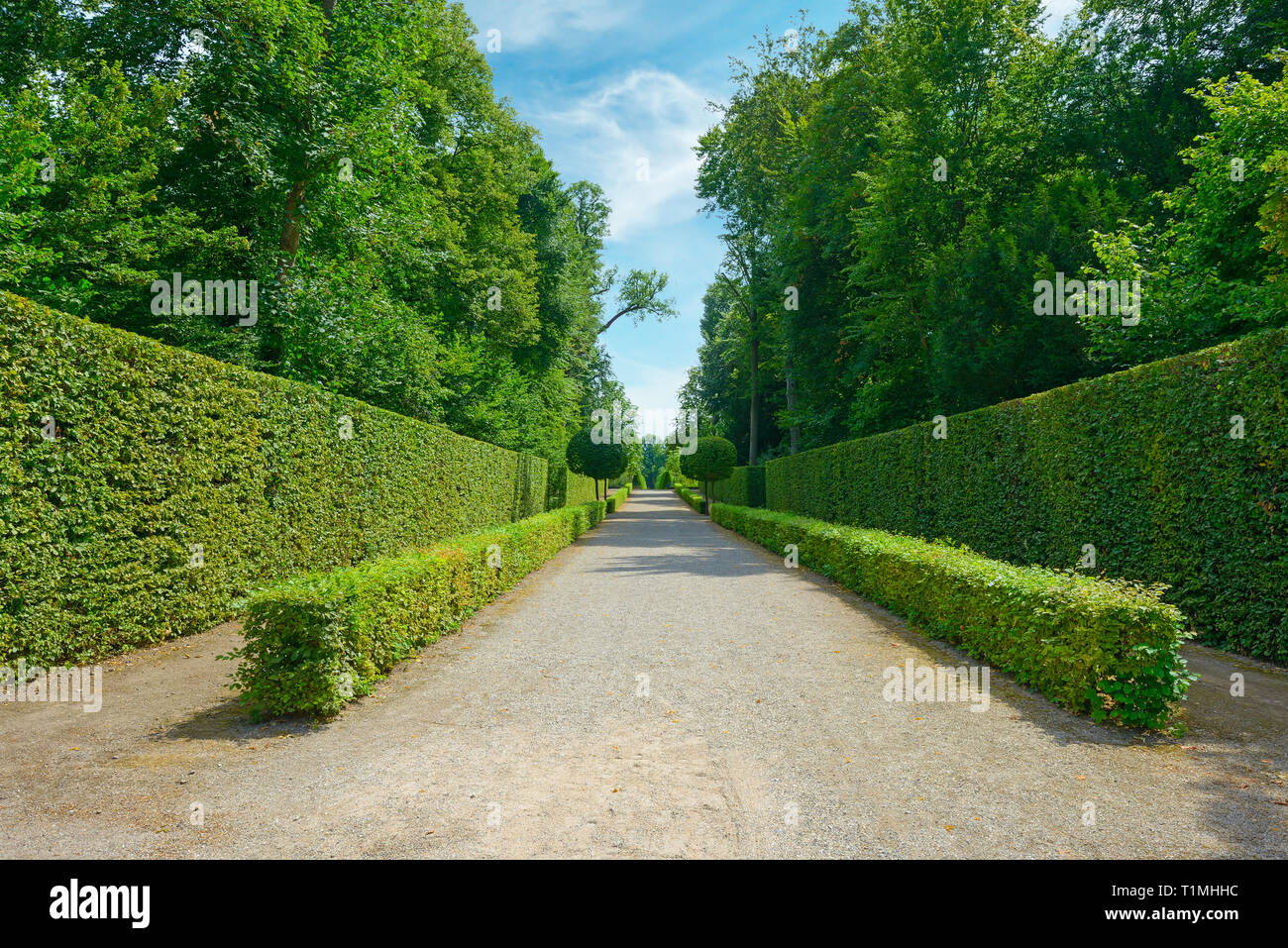 Hautes haies dans le parc de la ville en Allemagne. Banque D'Images