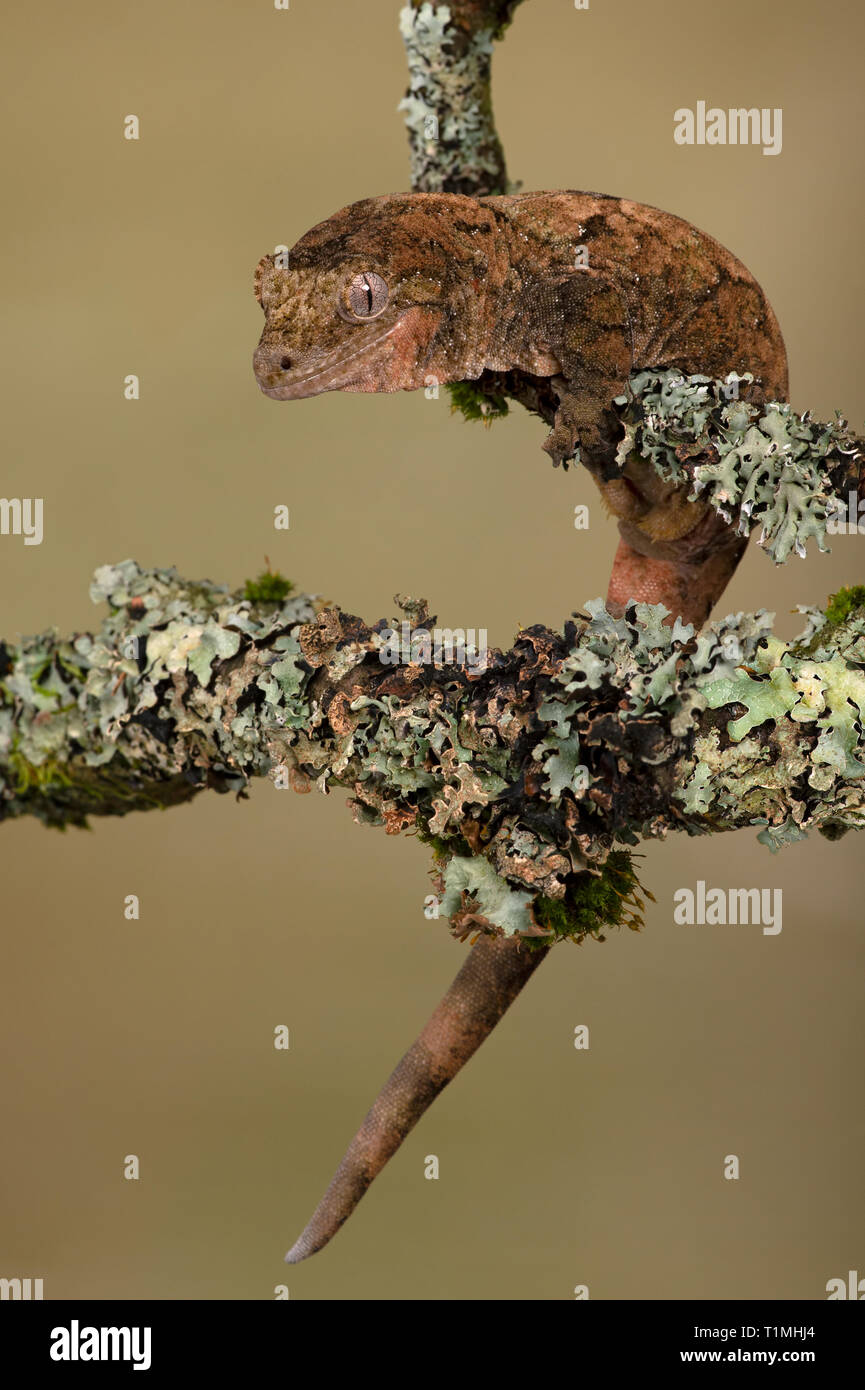 Queue préhensile moussus Gecko (Mniarogekko chahoua camouflés) contre un lichen covered Banque D'Images