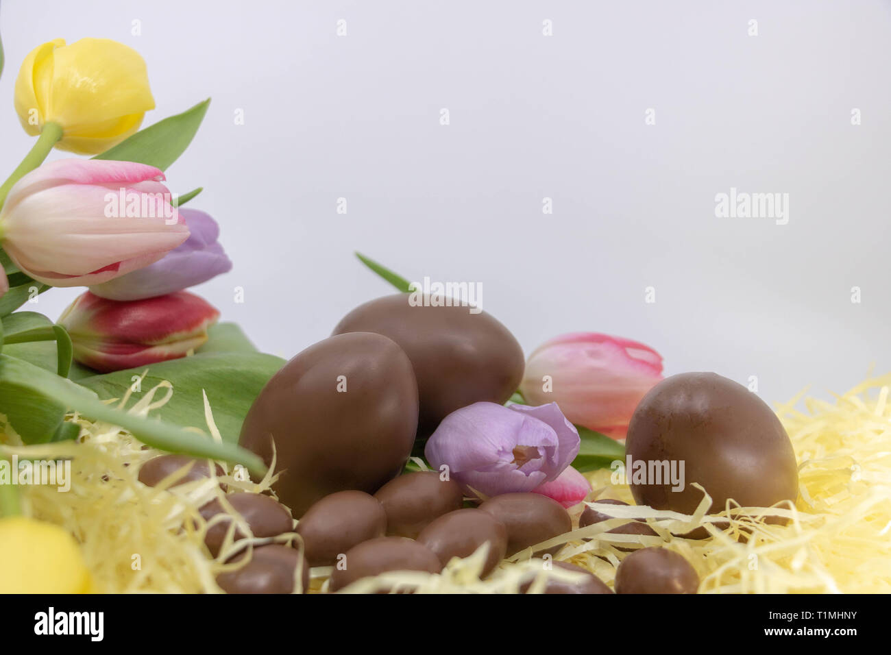 Tulipes pastel et romantique et des œufs en chocolat pour célébrer Pâques, frontière avec des ressources graphiques de texte Banque D'Images