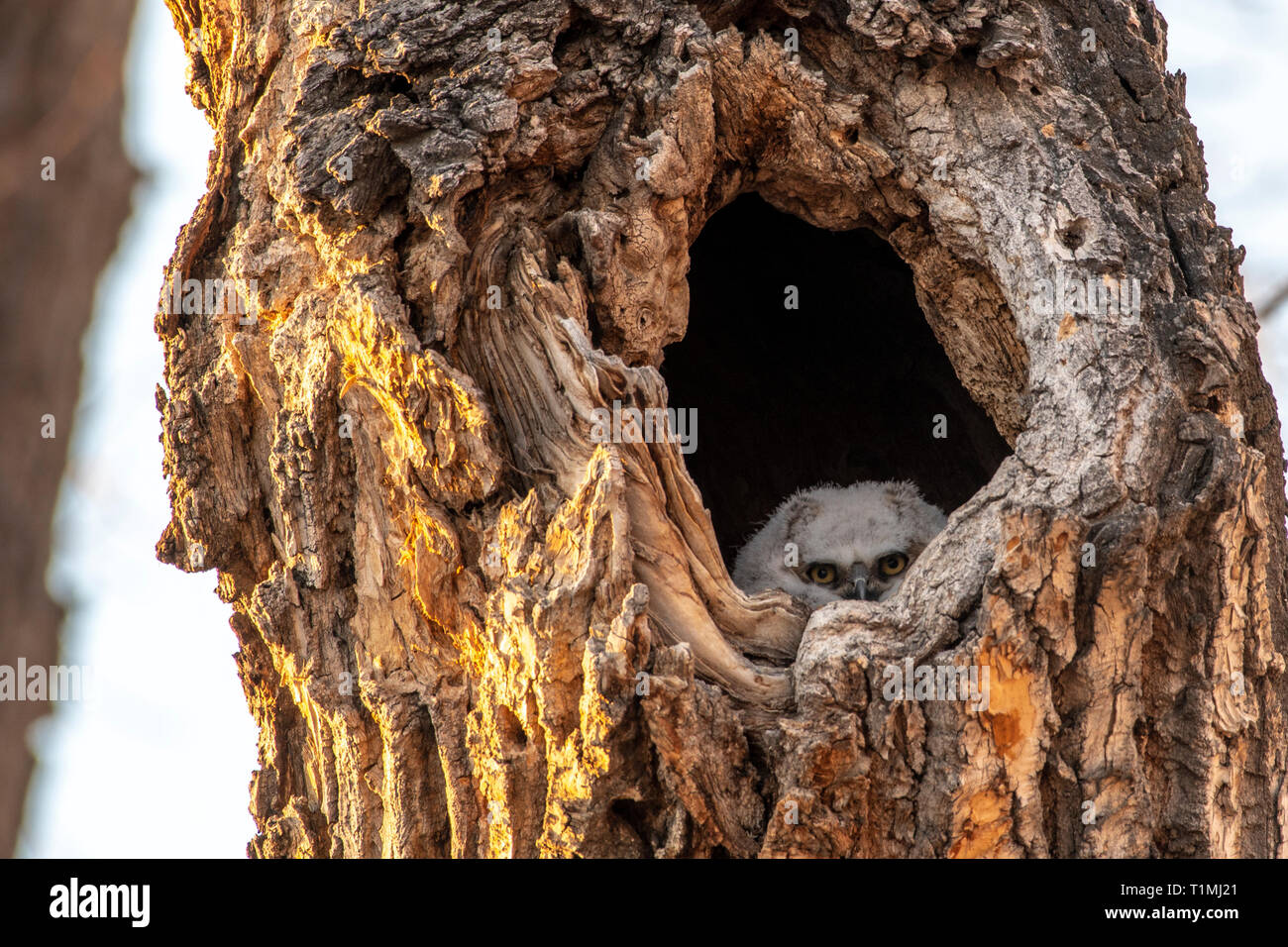 Grand-duc d'Owlet peeking out de trou d'arbre Banque D'Images