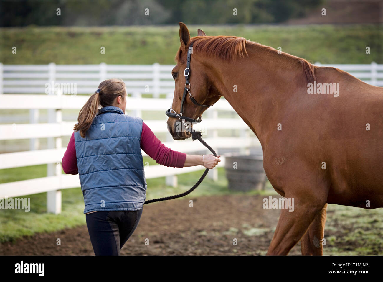 Jeune femme marchant avec son cheval brun dans un enclos. Banque D'Images