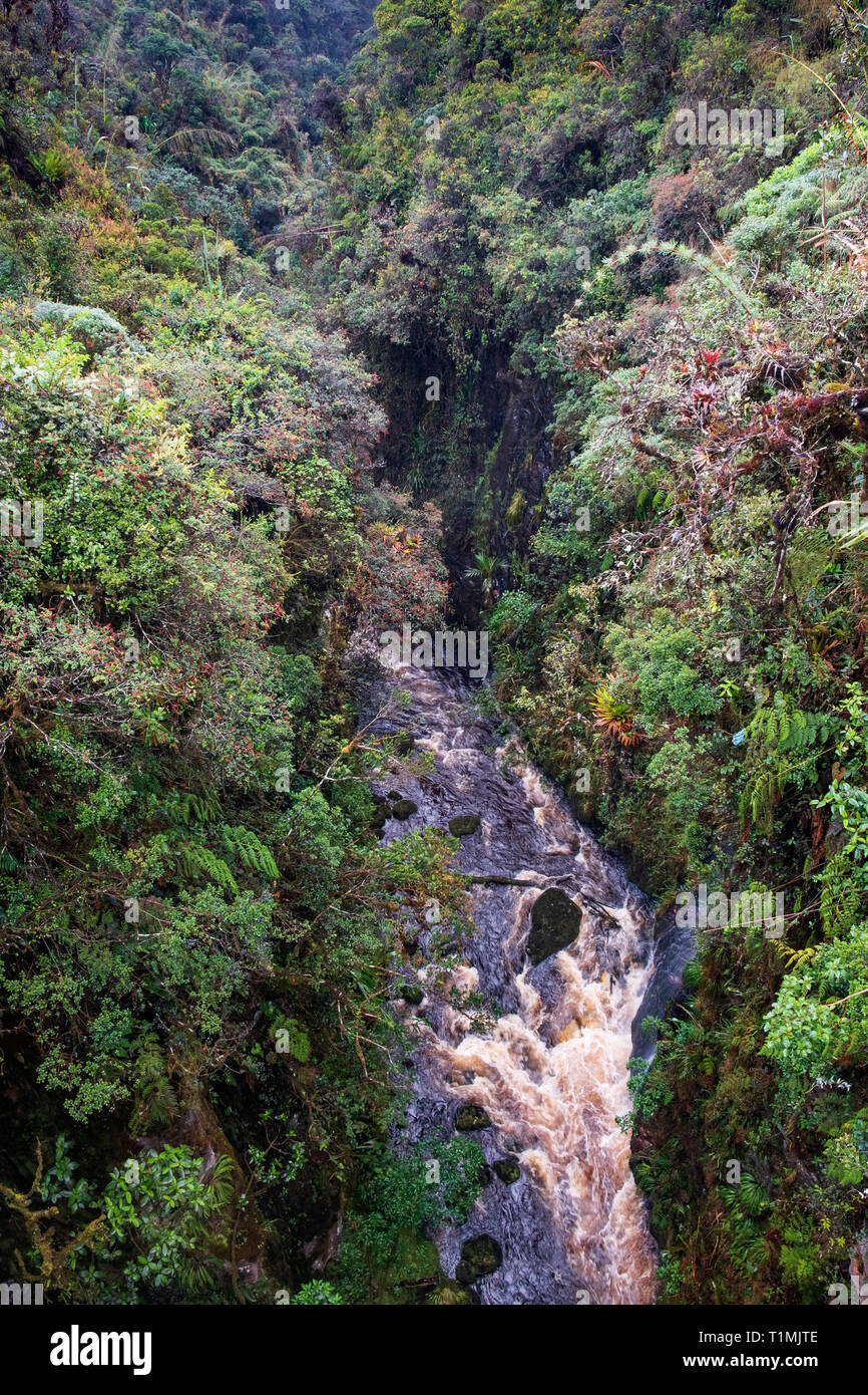 Une cascade dans la forêt de nuages dans Purace Parc National, Andes colombiennes Banque D'Images