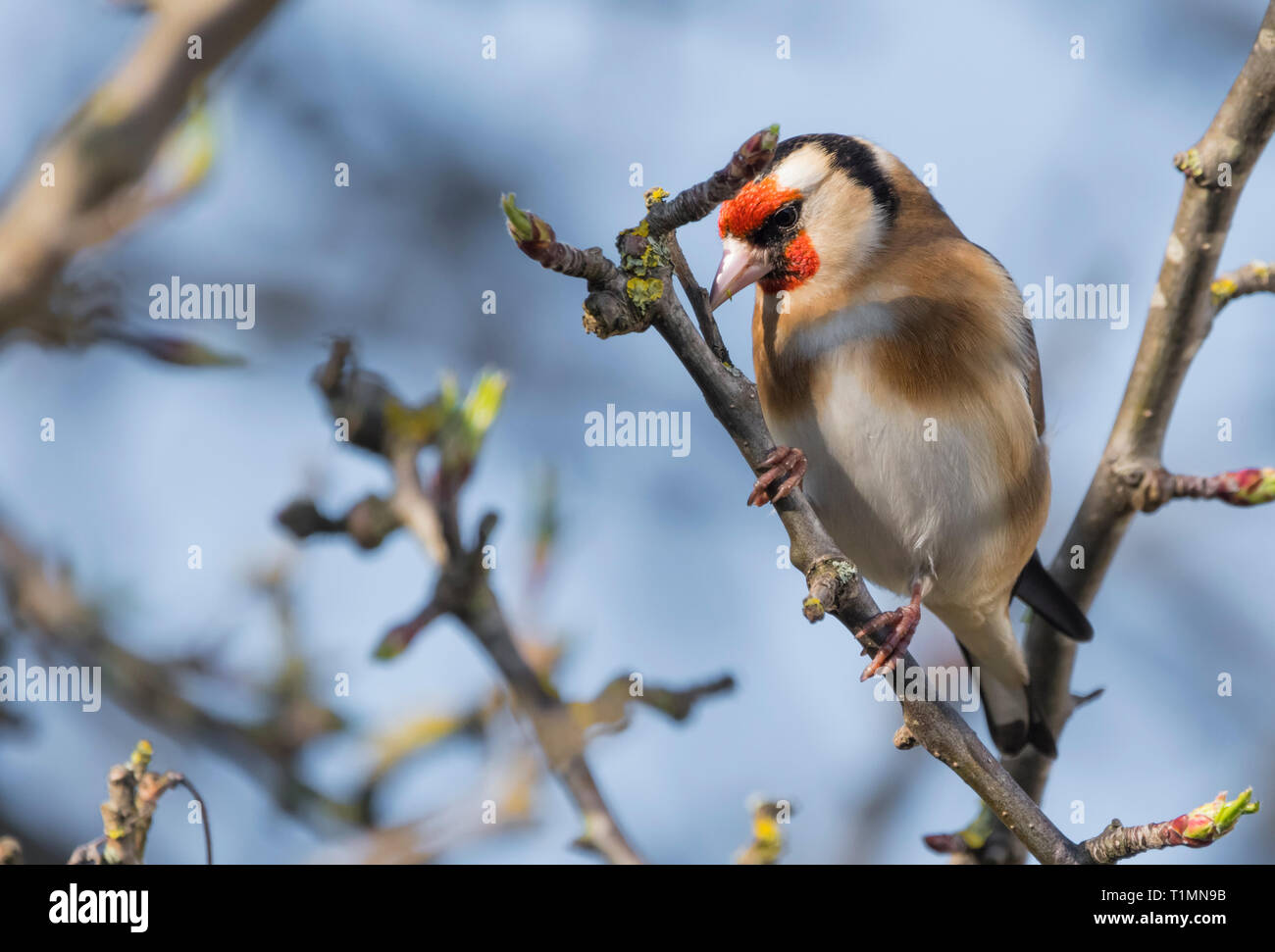 Hot bird Chardonneret jaune (Carduelis carduelis) perché sur une branche au printemps dans le West Sussex, Royaume-Uni. Banque D'Images