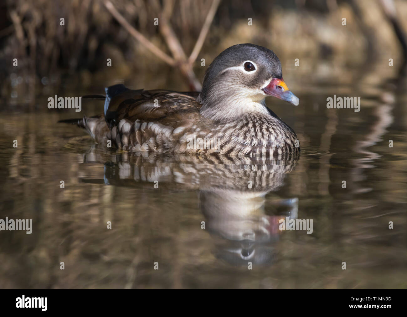 Poule Canard mandarin (Aix galericulata) sur l'eau au début du printemps dans le West Sussex, Royaume-Uni. Banque D'Images