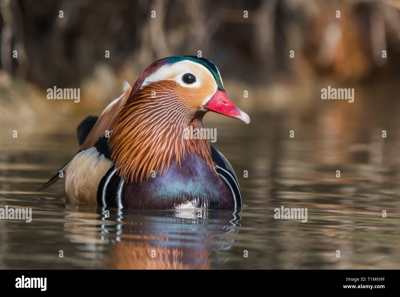 Drake Canard mandarin (Aix galericulata) sur l'eau au début du printemps dans le West Sussex, Royaume-Uni. Banque D'Images