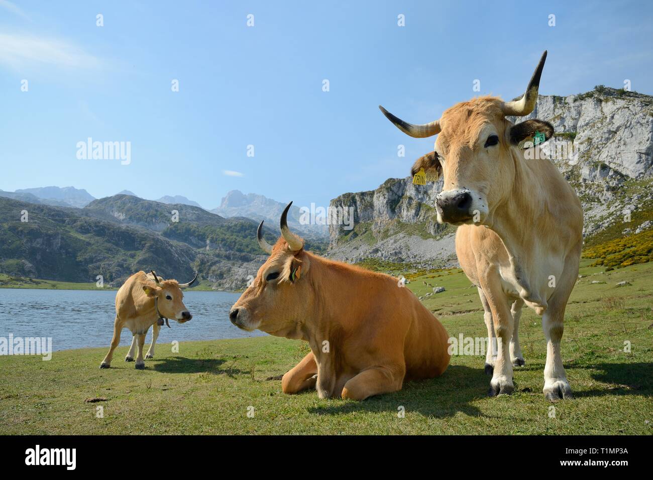 La montagne asturienne bovins (Bos taurus) Comité permanent sur les pâturages autour du lac Ercina, les Lacs de Covadonga, Picos de Europa dans les Asturies, en Espagne, en août. Banque D'Images