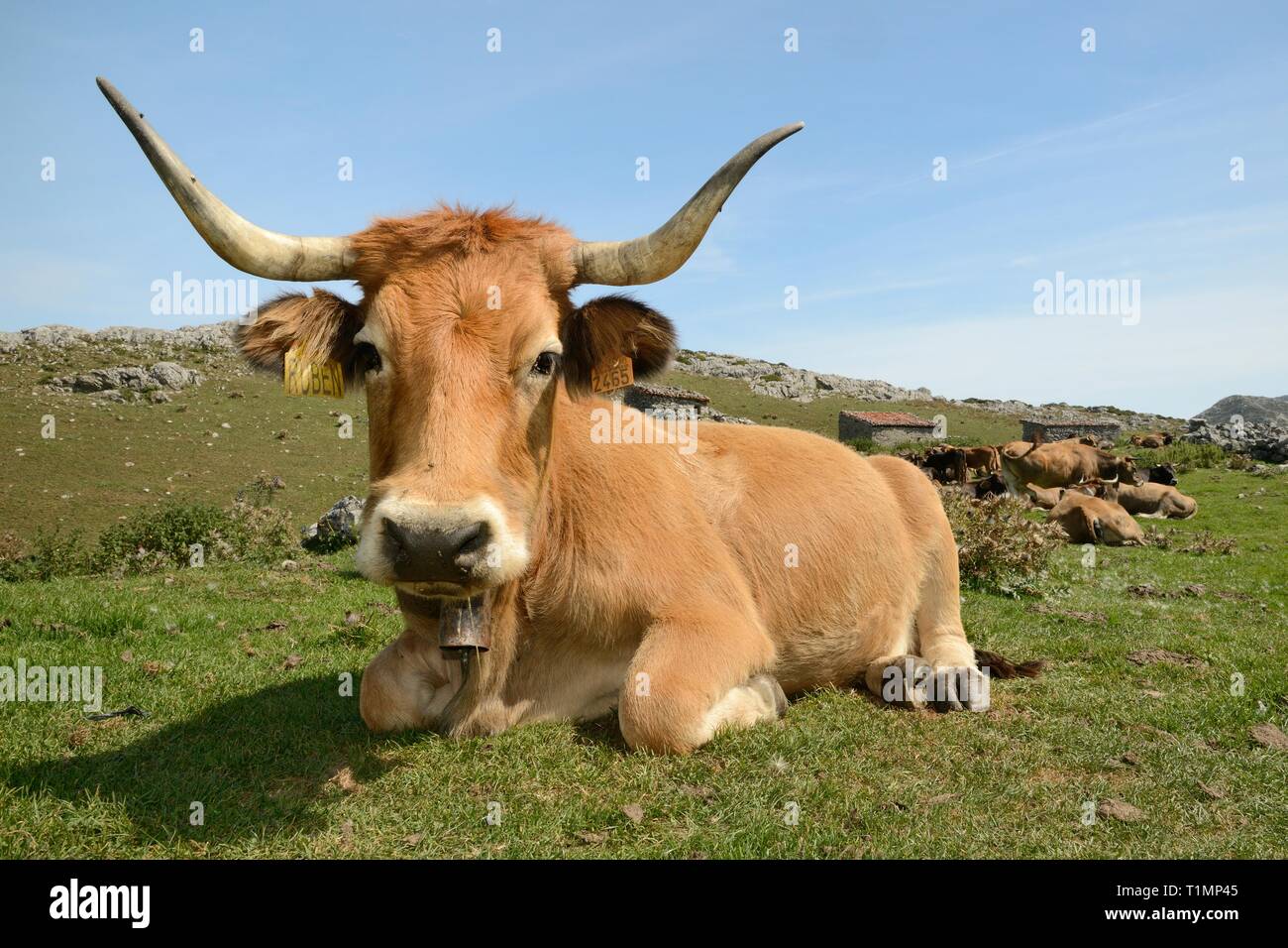 La montagne asturienne vaches (Bos taurus) reposant près de l'étable en pierre traditionnelle ou "ajadas', Majada de las Bobias, les Lacs de Covadonga, Espagne. Banque D'Images