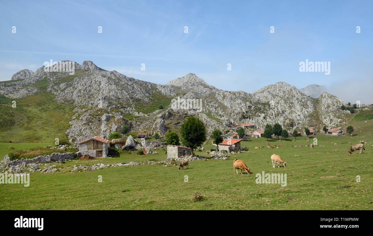 La montagne asturienne bovins (Bos taurus) le pâturage par les granges traditionnelles ou "ajadas des éleveurs et des cottages, Majada de Belbi, Picos de Europa, l'Espagne Banque D'Images