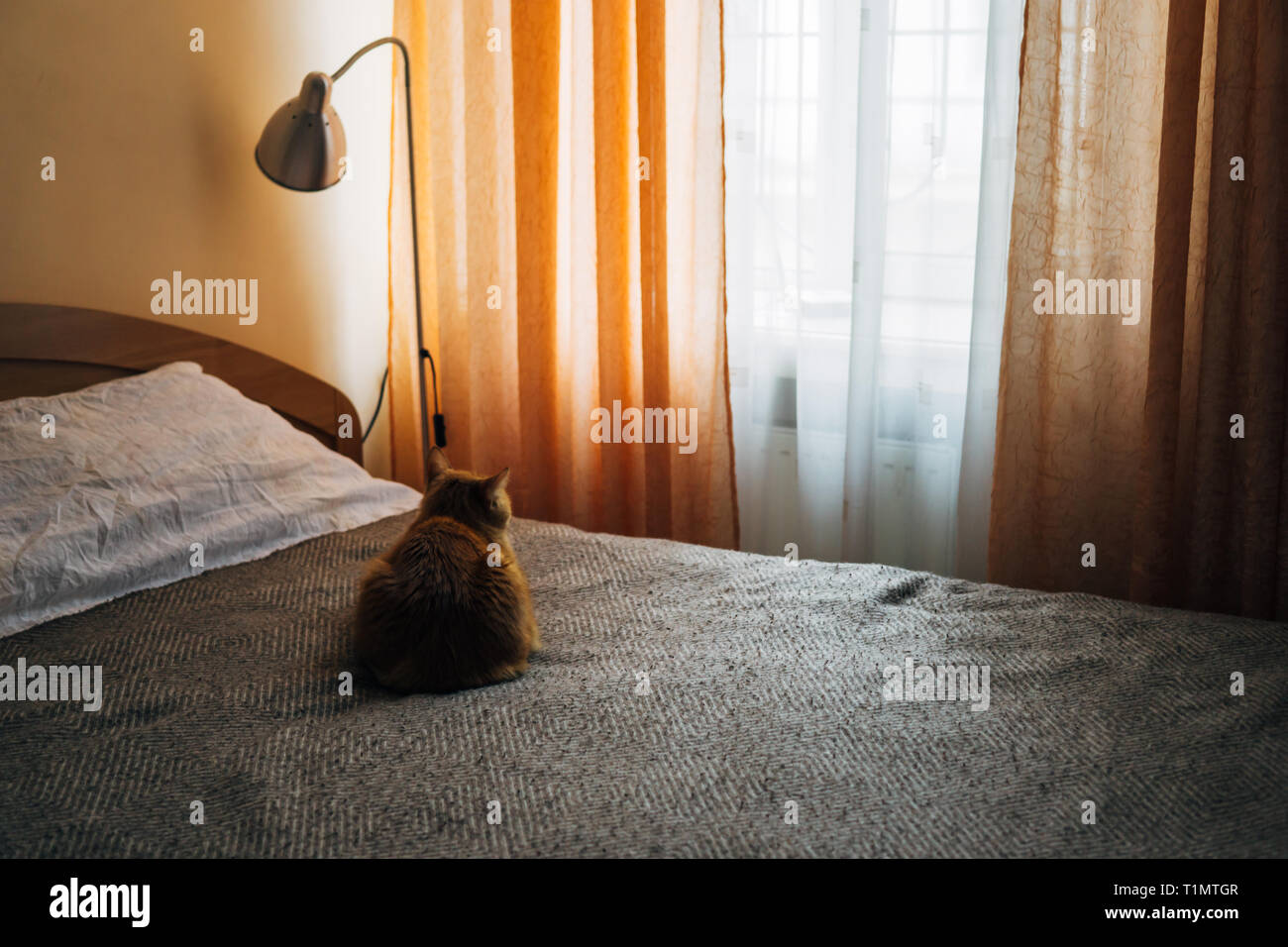 Le gingembre cat sleeping on bed contrat cadre dans la maison chaleureuse de l'intérieur chambre à coucher Banque D'Images