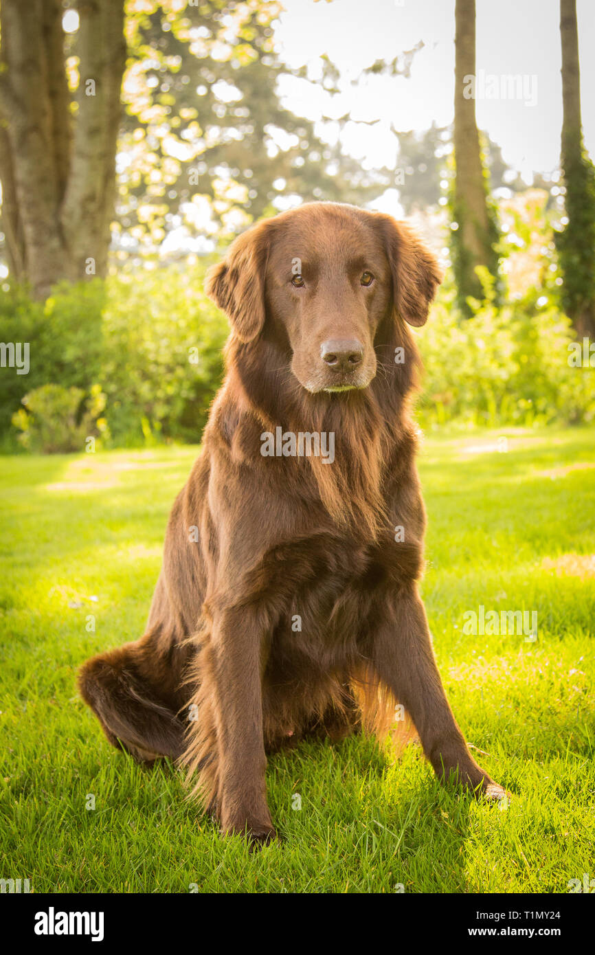 yellow flat coated retriever