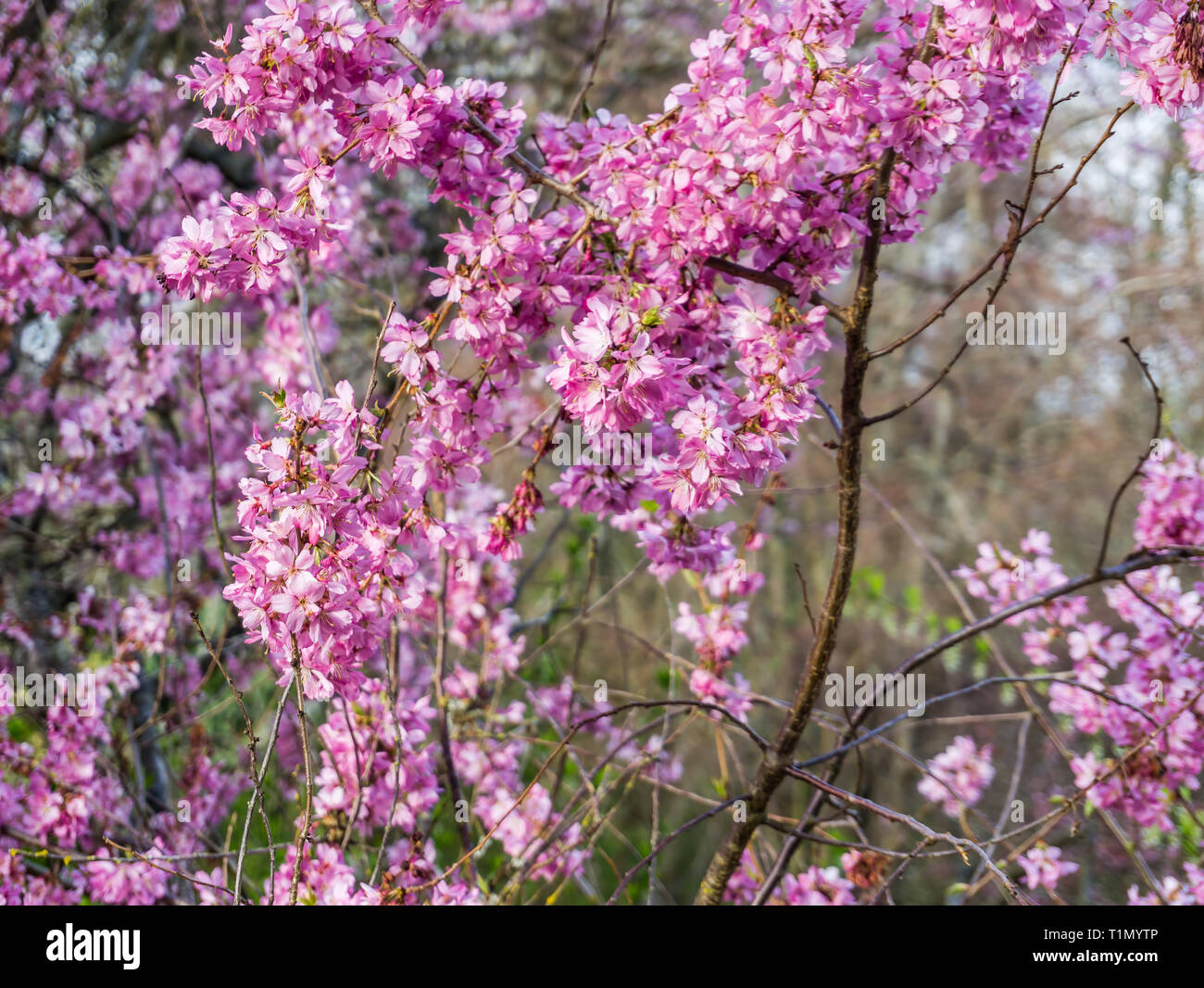 Un gros plan sur la broche printemps fleurs de cerisiers. Banque D'Images