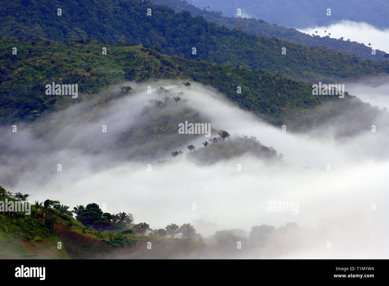 Brouillard sur la forêt tropicale, Monteverde, Costa Rica Banque D'Images