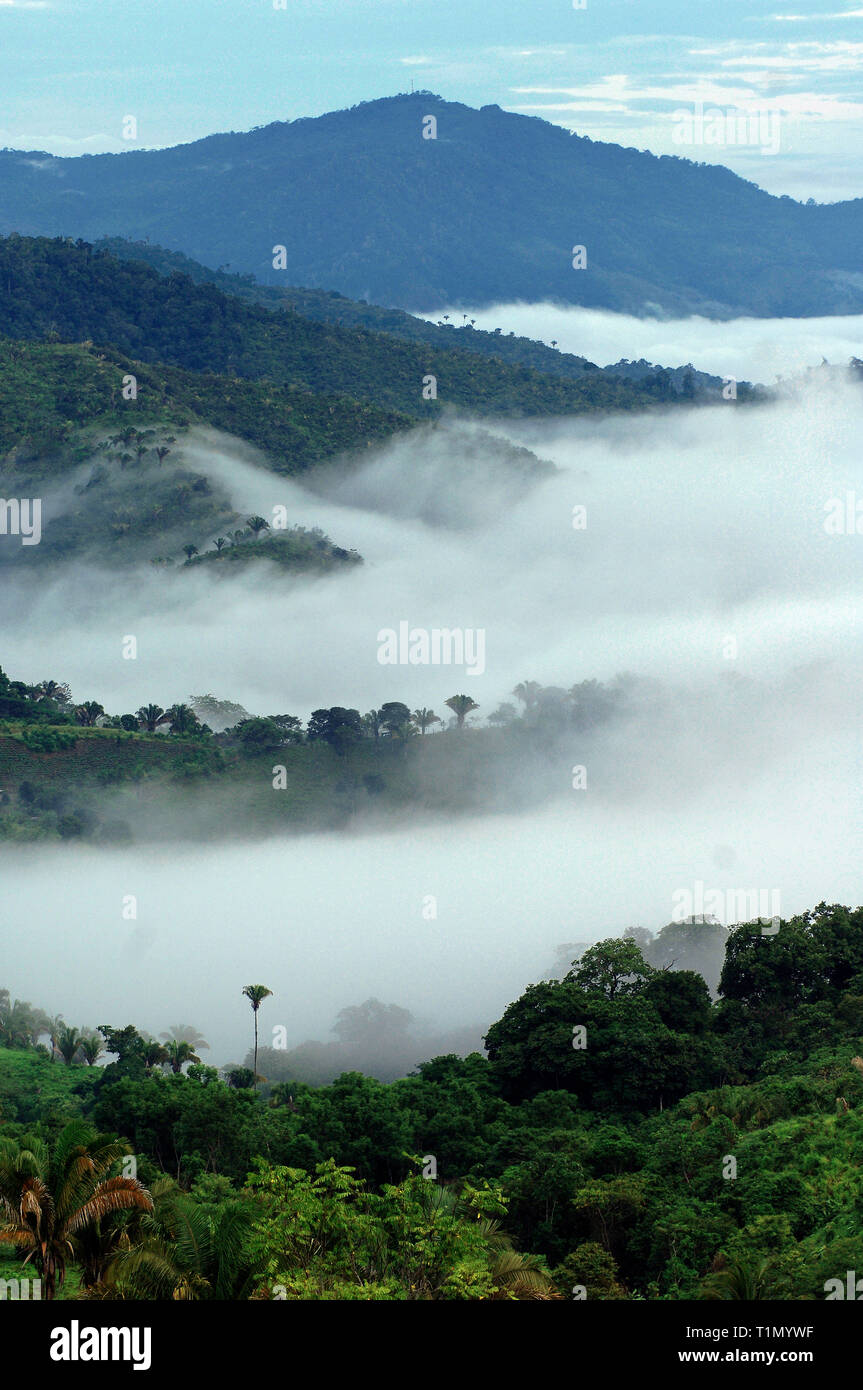 Brouillard sur la forêt tropicale, Monteverde, Costa Rica Banque D'Images