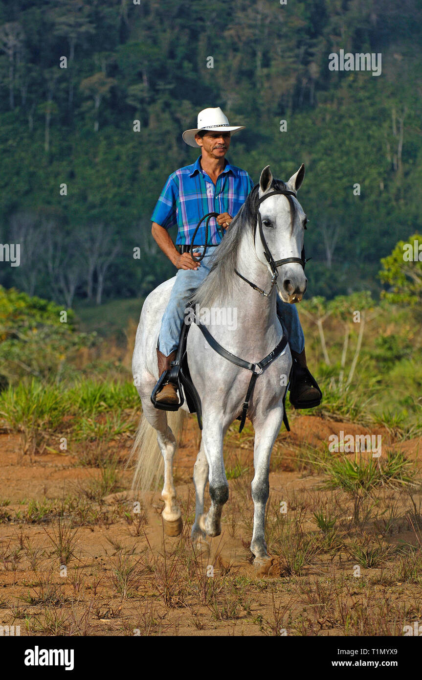 Cavalier montant un cheval criollo, Guanacaste, Costa Rica Banque D'Images