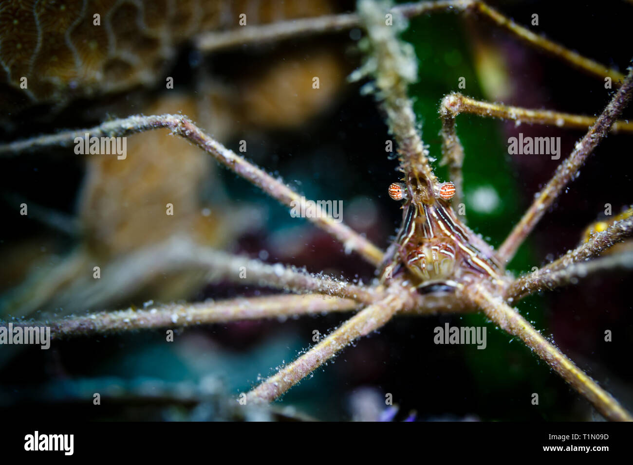 Gros plan de minuscule crabe flèche avec des yeux bombés et des pattes de bâton Banque D'Images