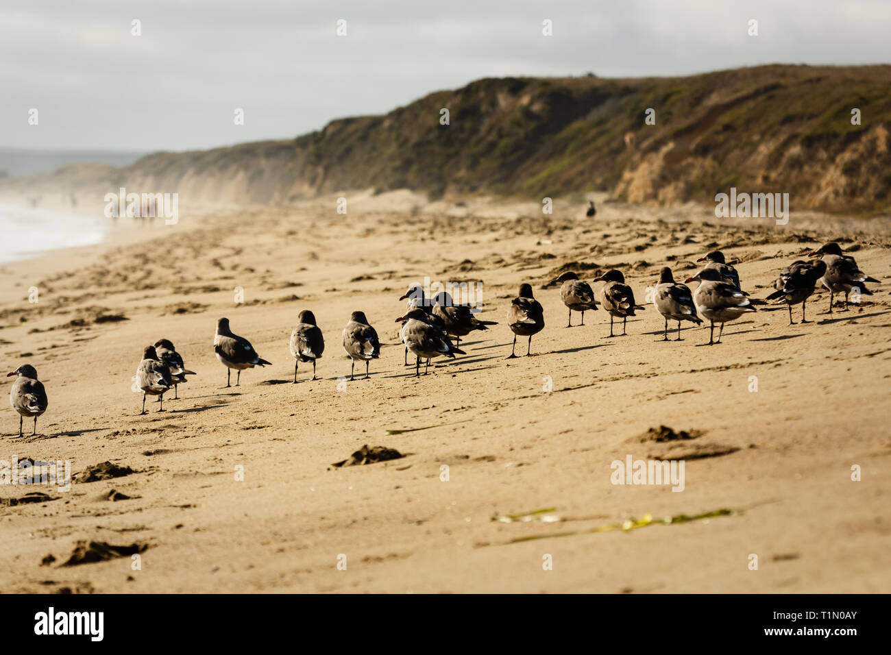 Libre de a flock of seagulls marcher le long de la plage de sable Banque D'Images
