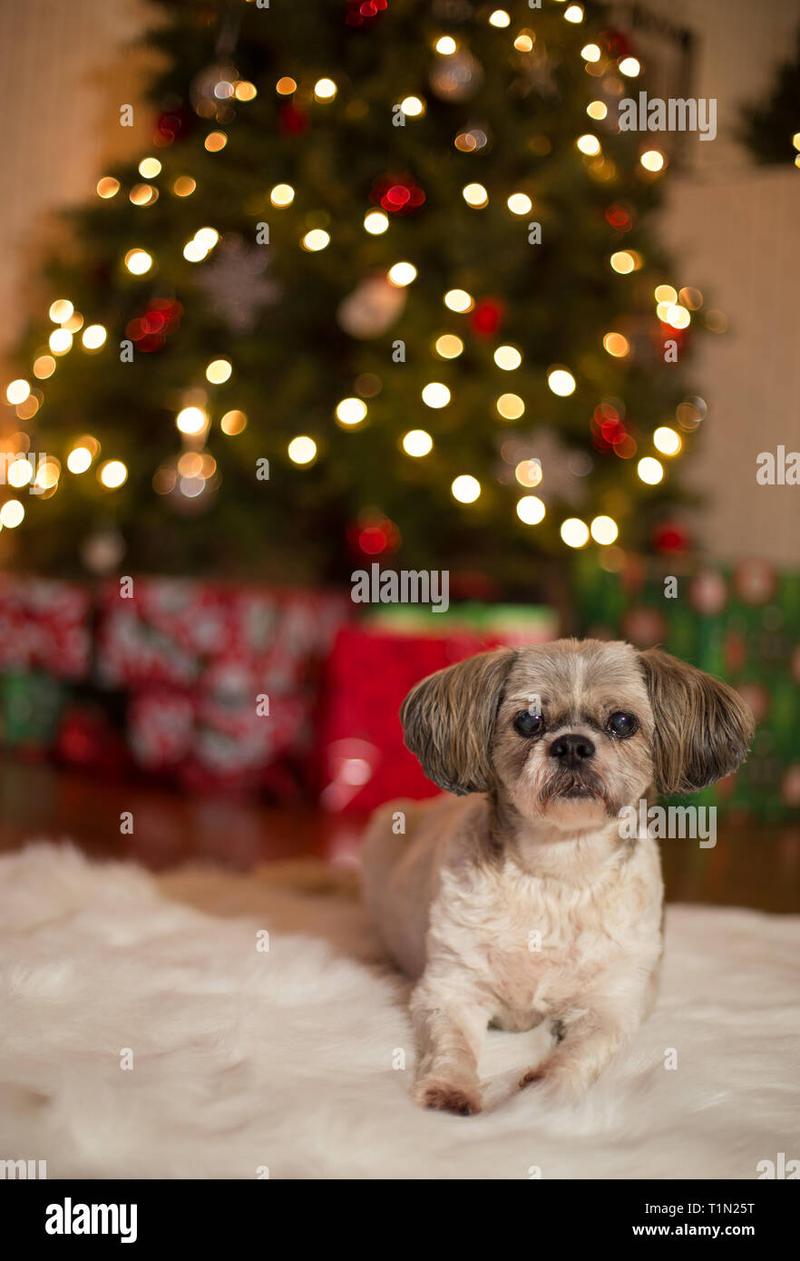 Peu de 10 ans shih tzu dog in front of Christmas Tree Banque D'Images