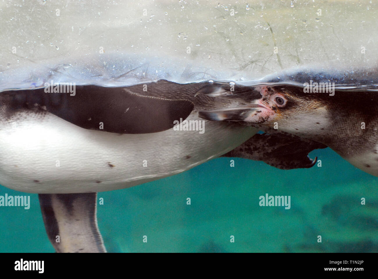 Deux pingouins dans l'eau. Remarque La belle fermer en haut du visage avec le bec ouvert. Photographié en Australie. Remarque Il y a de flou.. Banque D'Images